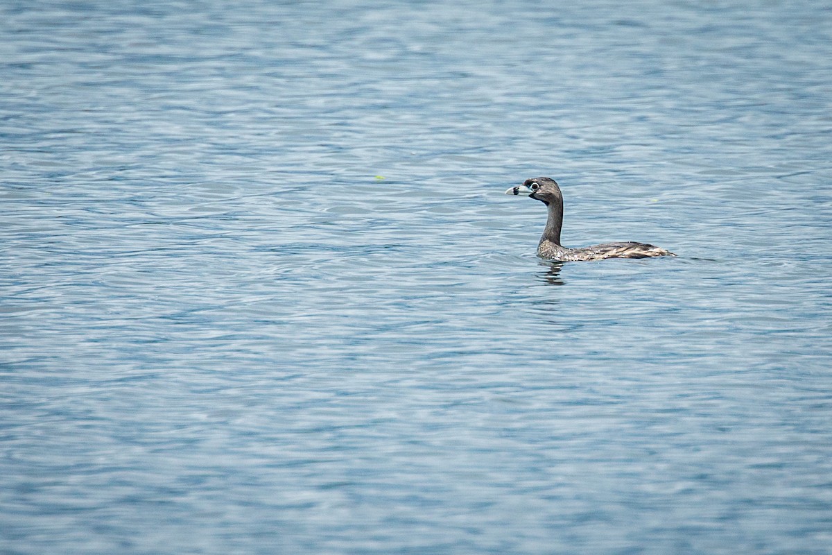 Pied-billed Grebe - ML624015456