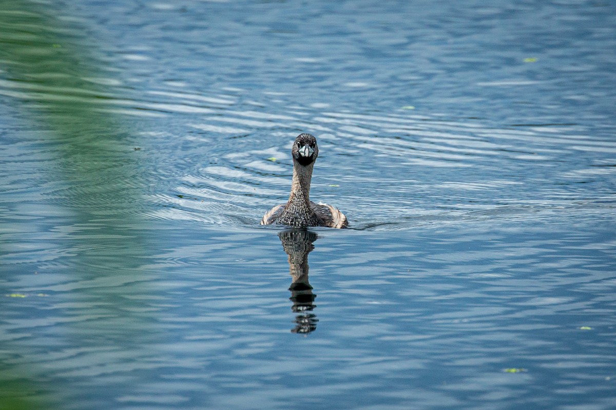 Pied-billed Grebe - ML624015457