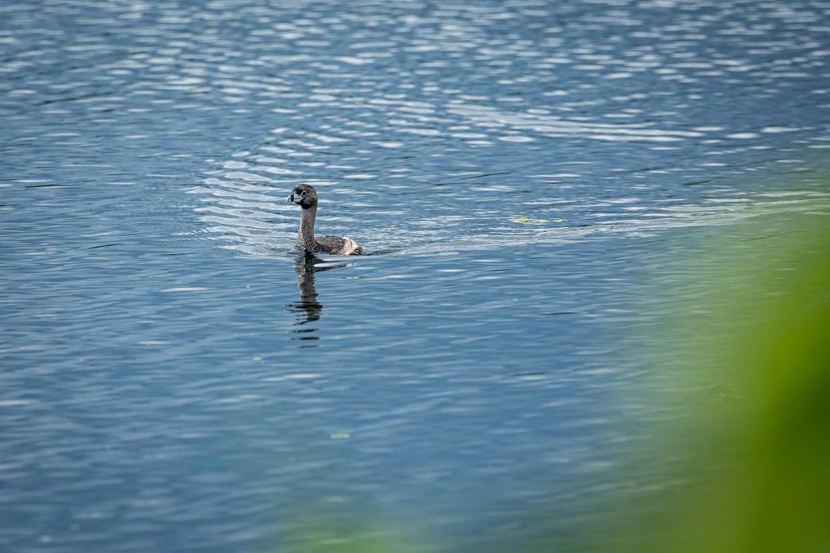 Pied-billed Grebe - ML624015459