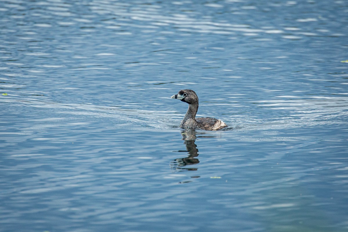 Pied-billed Grebe - ML624015461