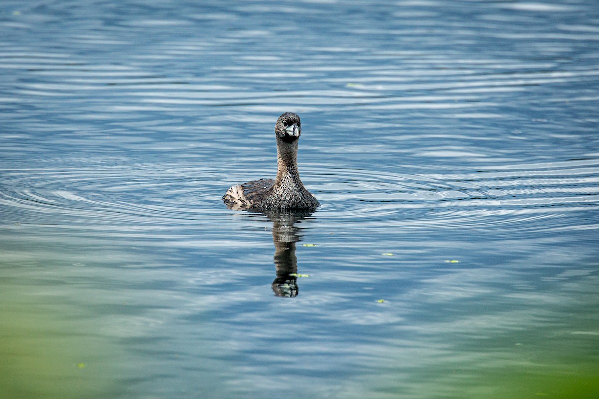 Pied-billed Grebe - ML624015462