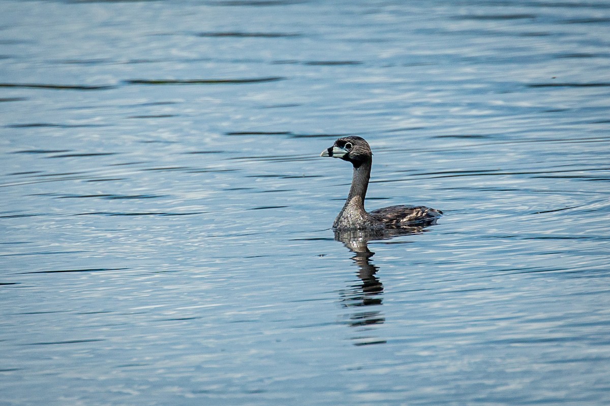 Pied-billed Grebe - ML624015464