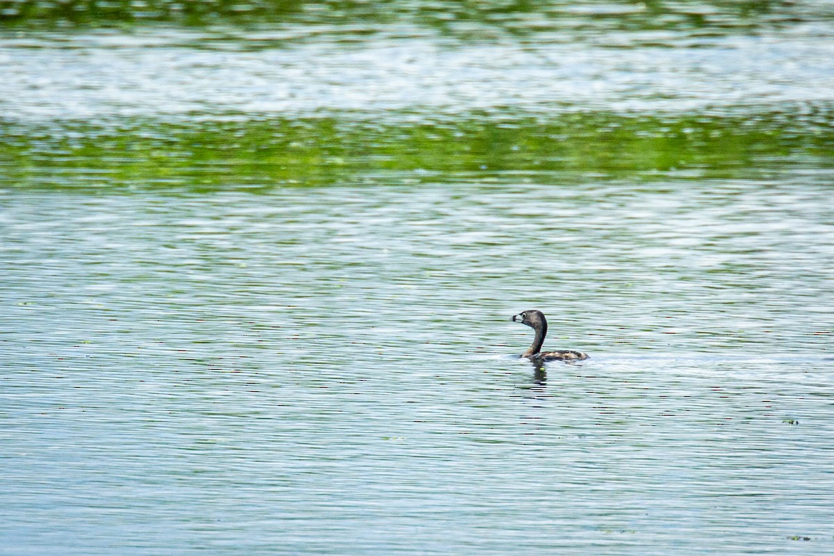 Pied-billed Grebe - ML624015465