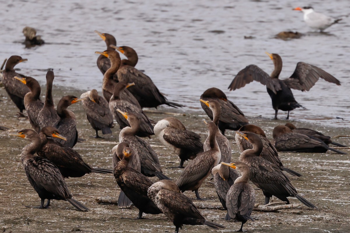 Double-crested Cormorant - ML624015467