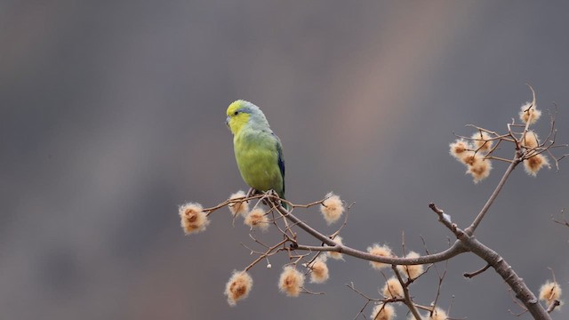 Yellow-faced Parrotlet - ML624015468