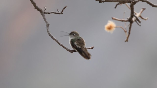 Spot-throated Hummingbird - ML624015470