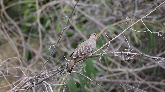 Bare-faced Ground Dove - ML624015473