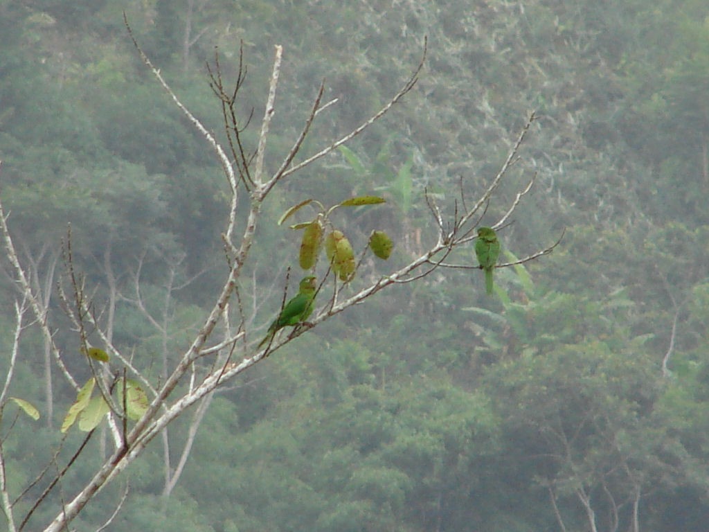 White-eyed Parakeet - Peter Bono