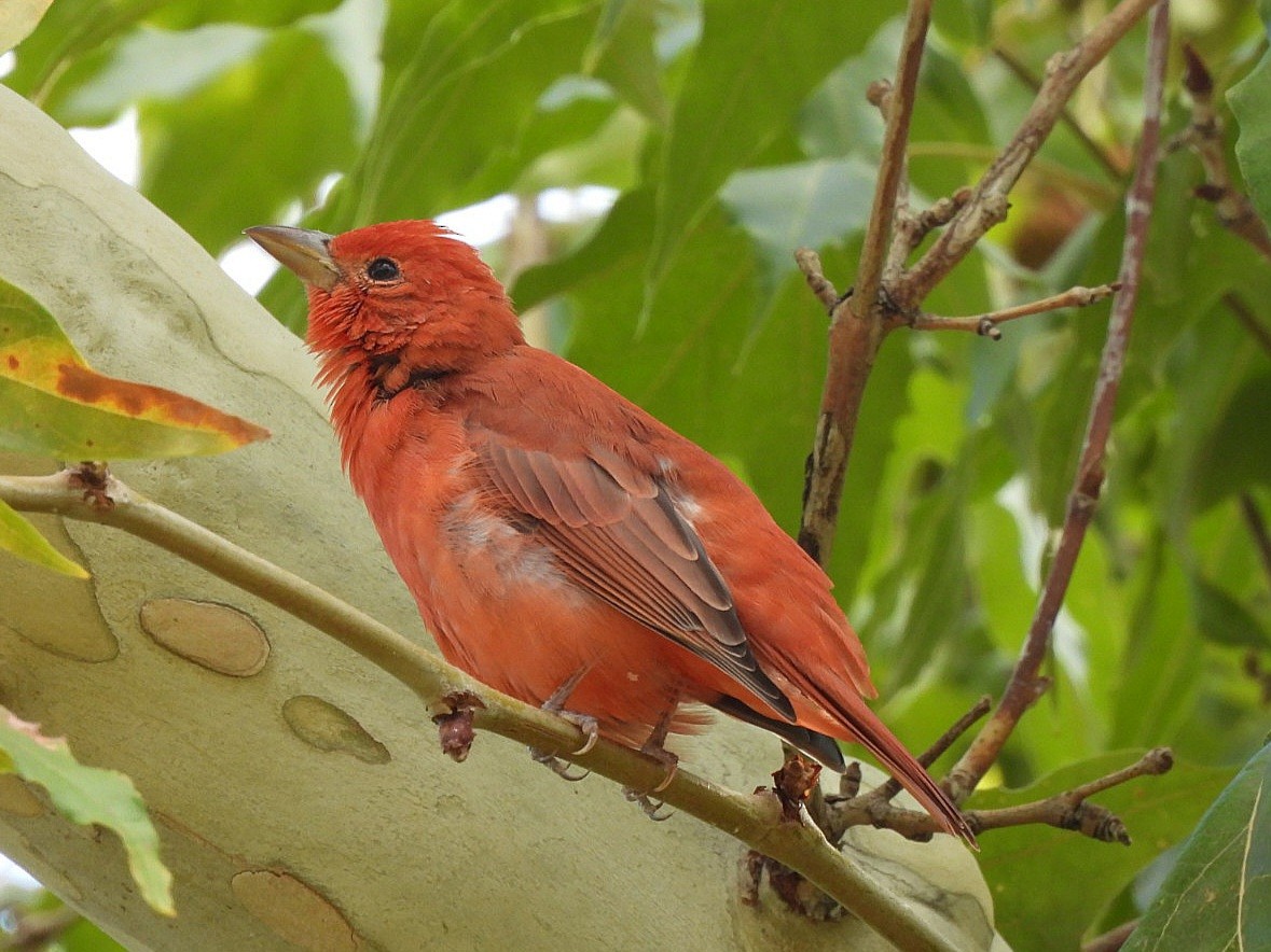 Summer Tanager - Rebecca  Hart