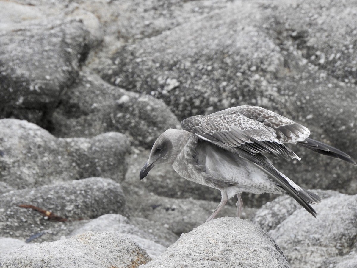 Western Gull - ML624015499