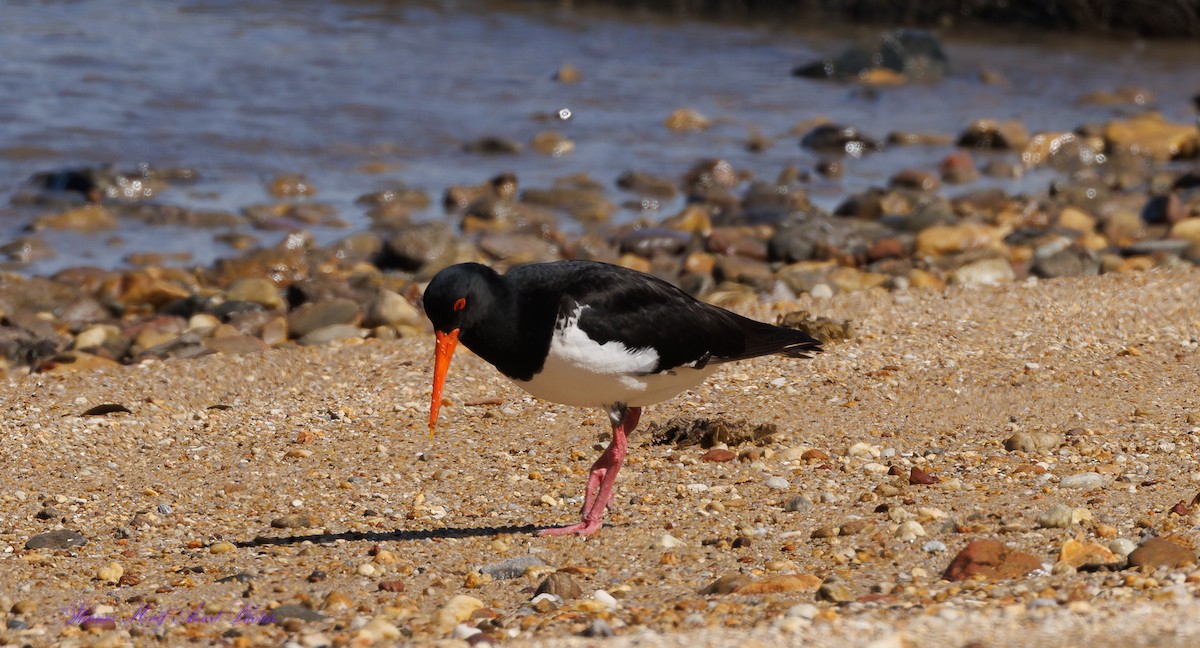 Pied Oystercatcher - ML624015501