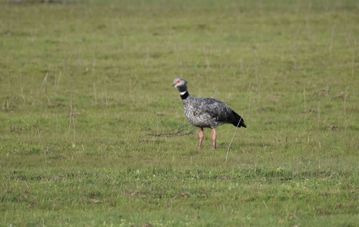 Southern Screamer - ML624015503