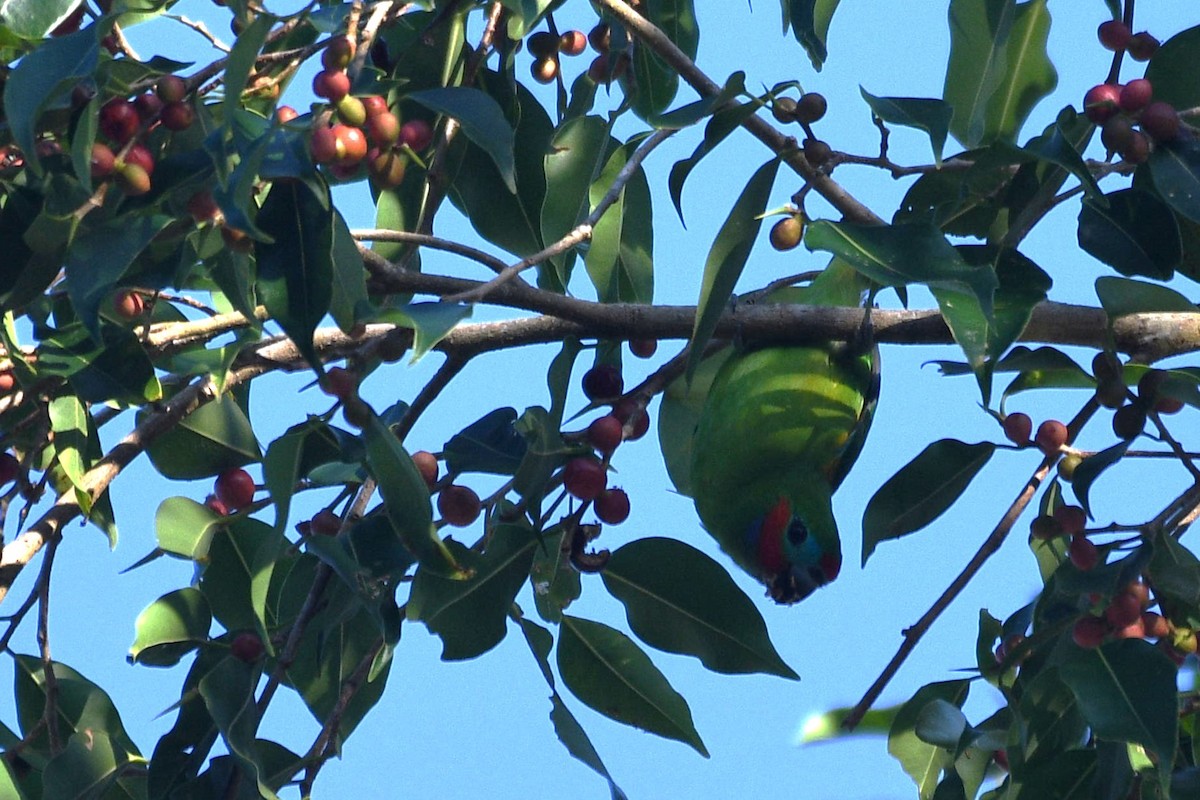Double-eyed Fig-Parrot - ML624015504