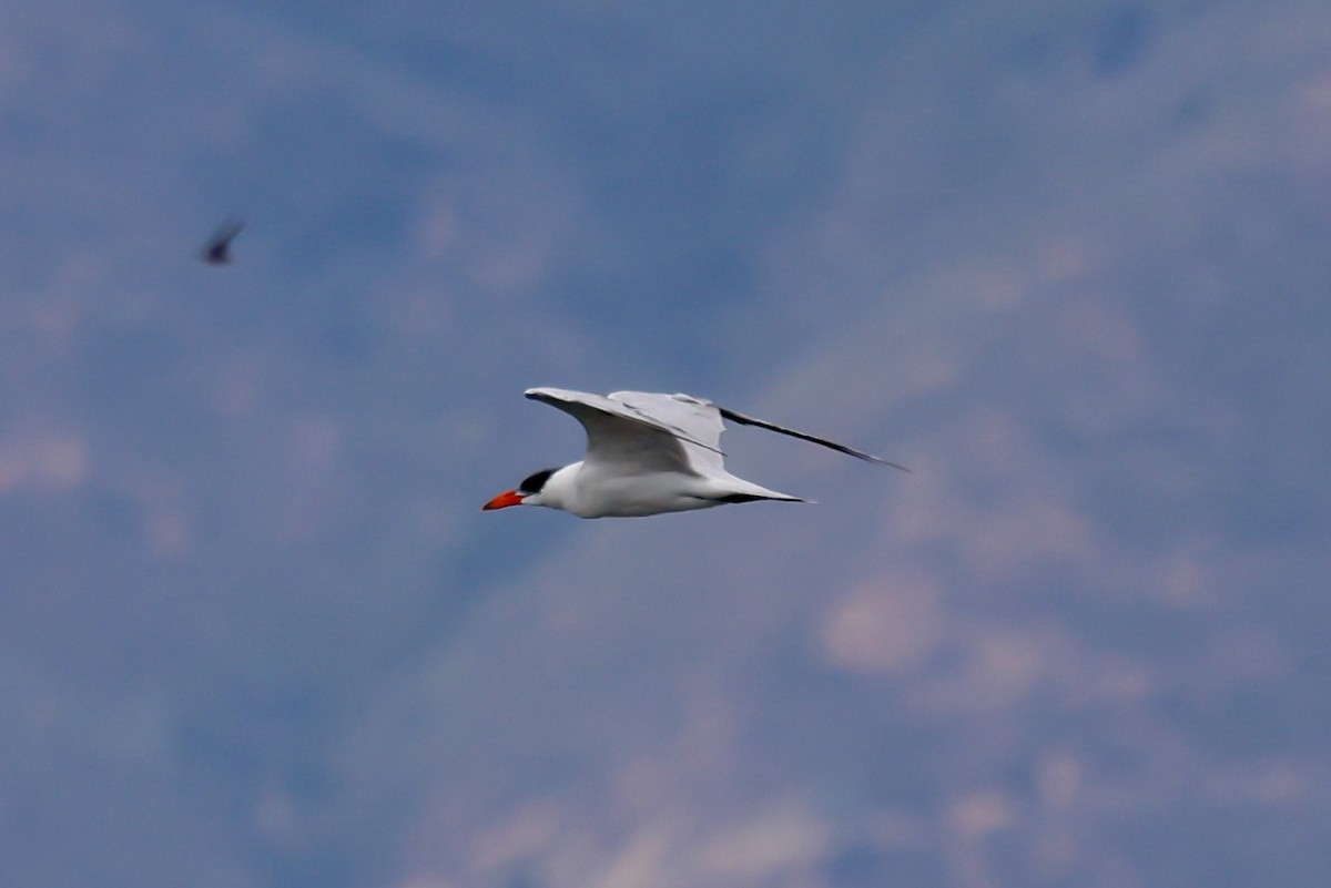 Caspian Tern - ML624015506