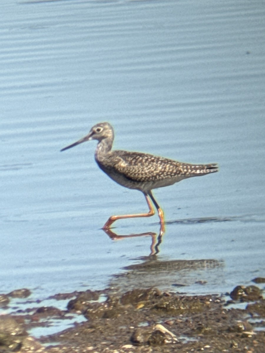 Greater Yellowlegs - Aaron Holschbach