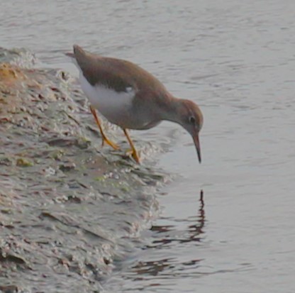 Spotted Sandpiper - ML624015524