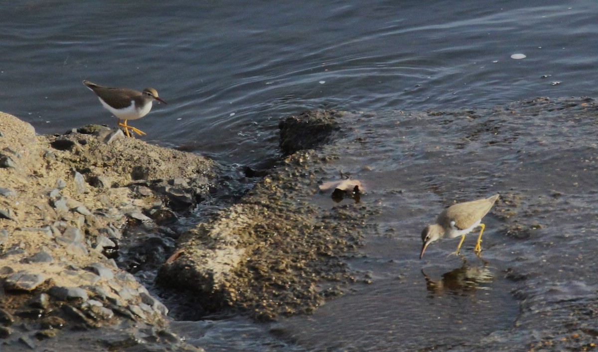 Spotted Sandpiper - ML624015534