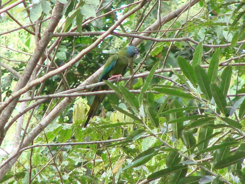 Blue-headed Macaw - ML624015535