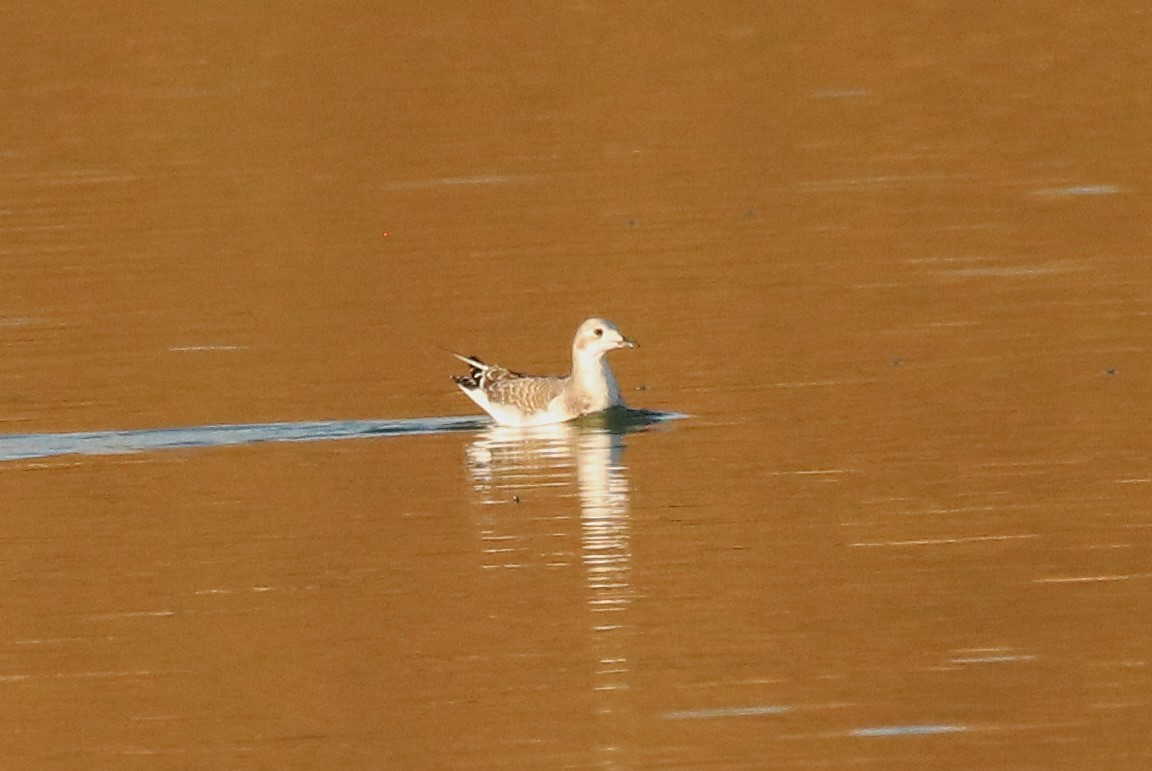 Sabine's Gull - ML624015570