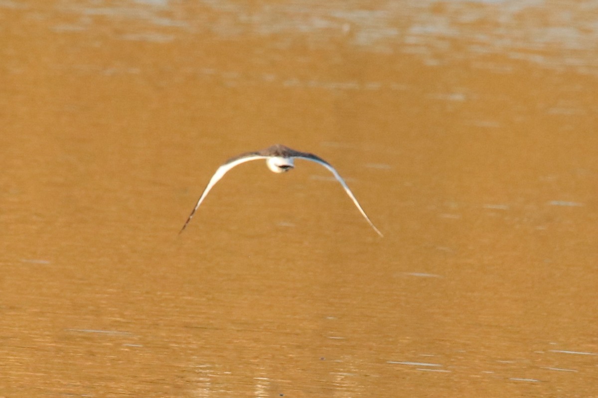 Sabine's Gull - ML624015571