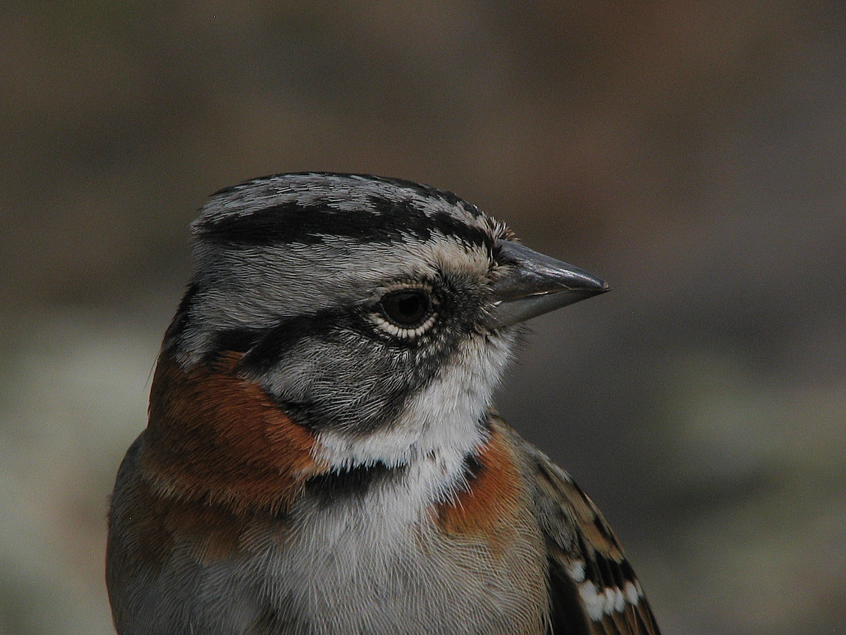 Rufous-collared Sparrow - Leon Gutierrez