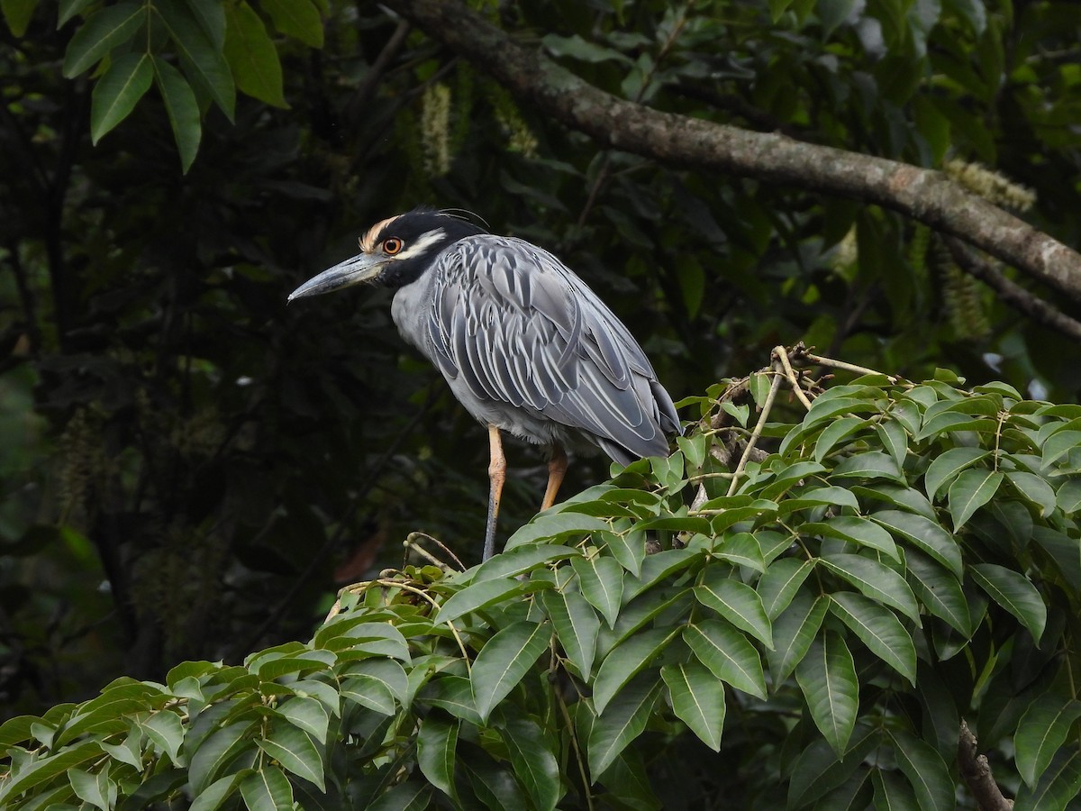 Yellow-crowned Night Heron - ML624015596