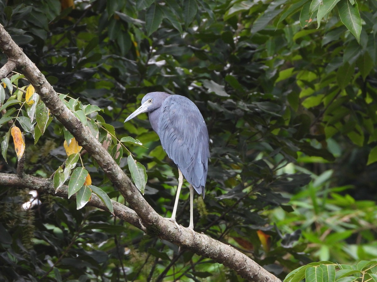 Little Blue Heron - ML624015598