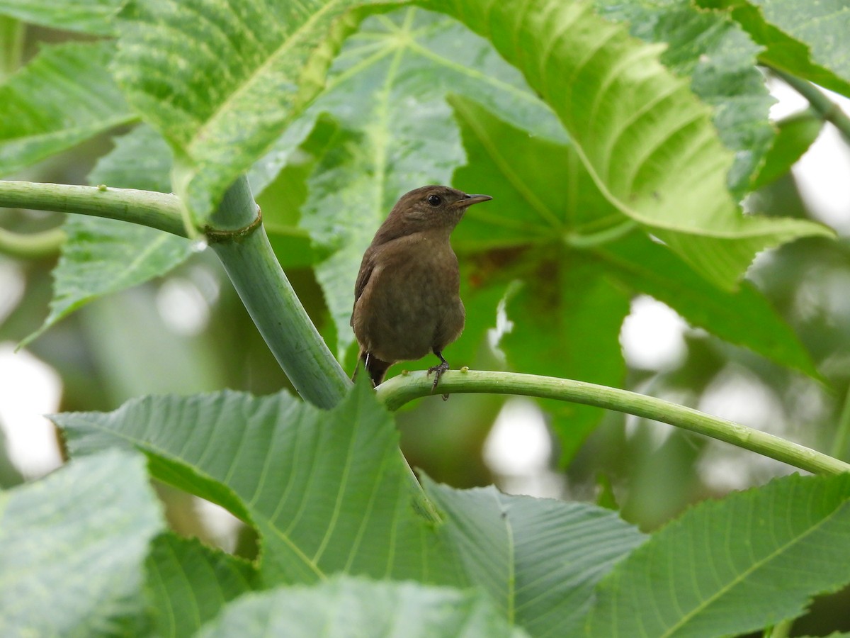 House Wren - ML624015604