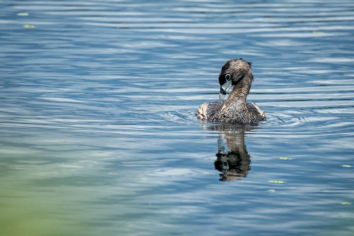 Pied-billed Grebe - ML624015614