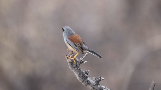 Buff-bridled Inca-Finch - ML624015617