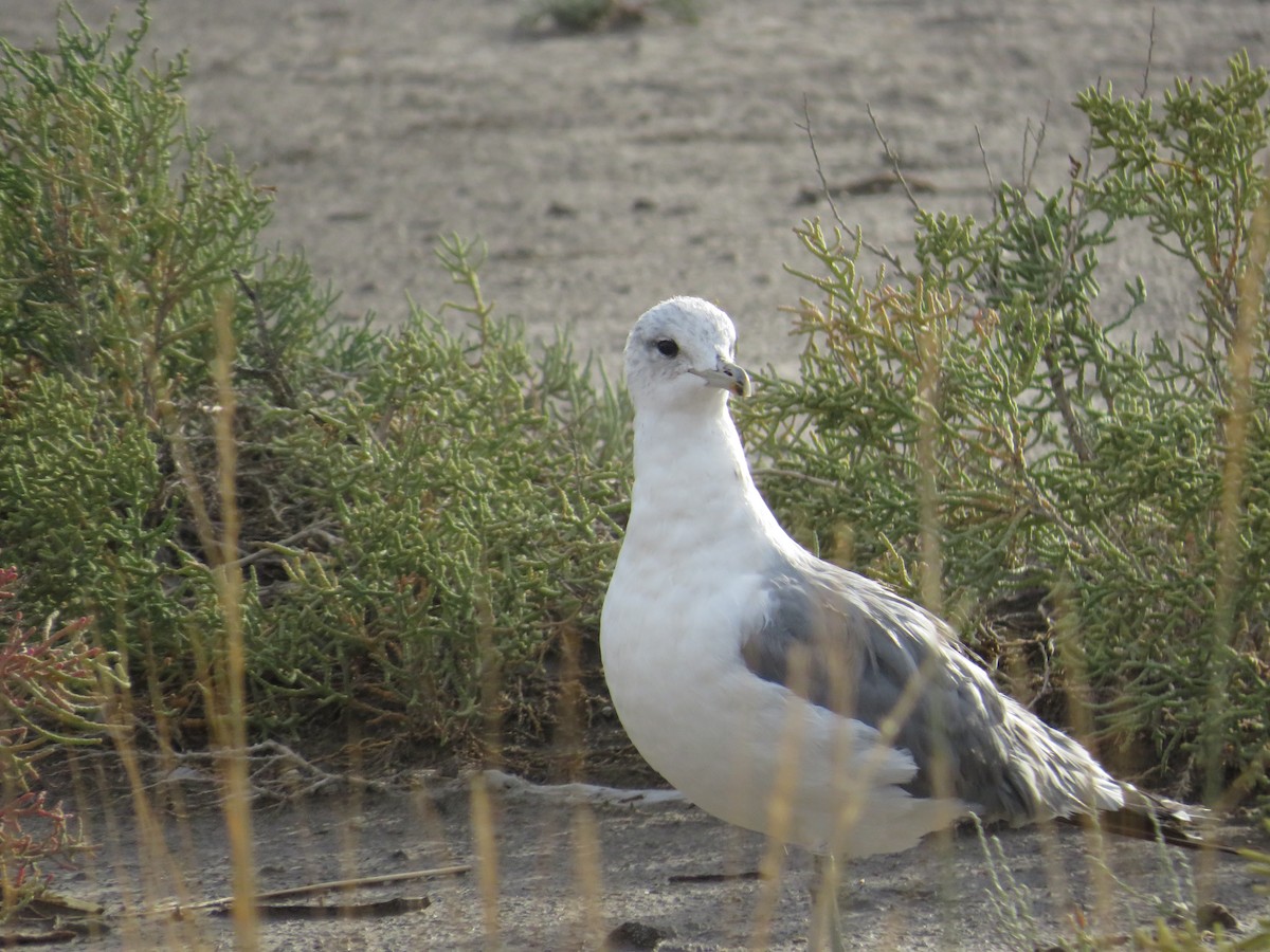 Goéland de Californie - ML624015618