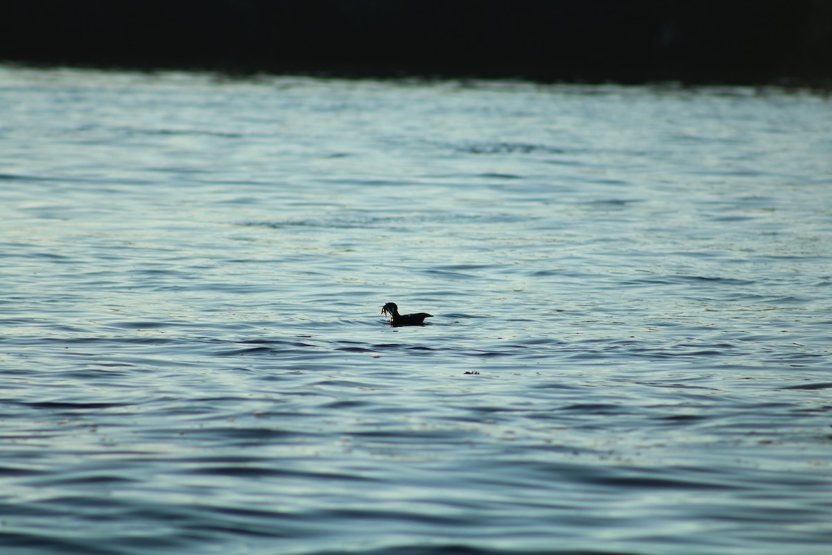 Rhinoceros Auklet - ML624015621