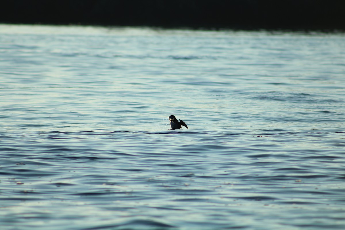 Rhinoceros Auklet - ML624015622