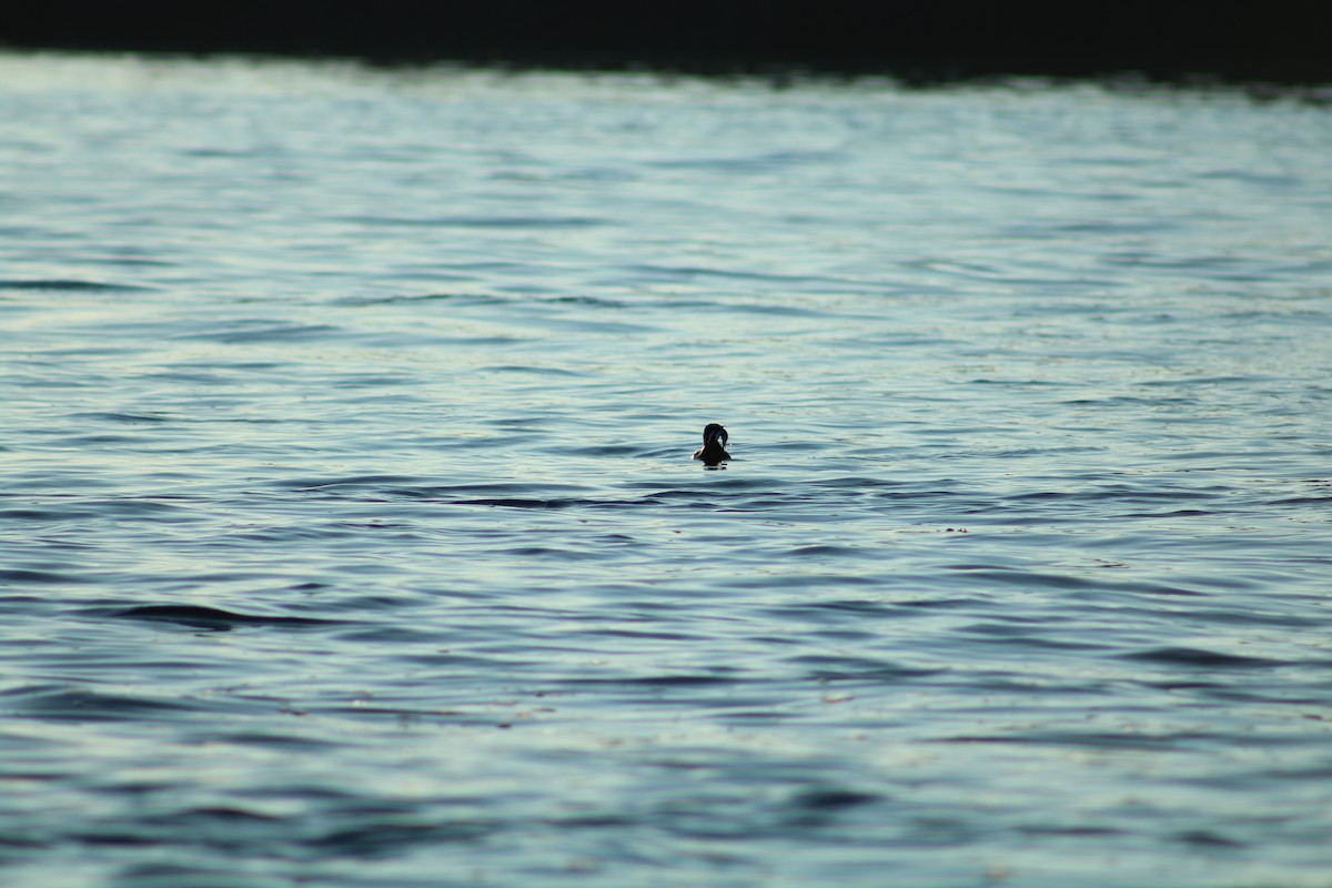 Rhinoceros Auklet - ML624015623