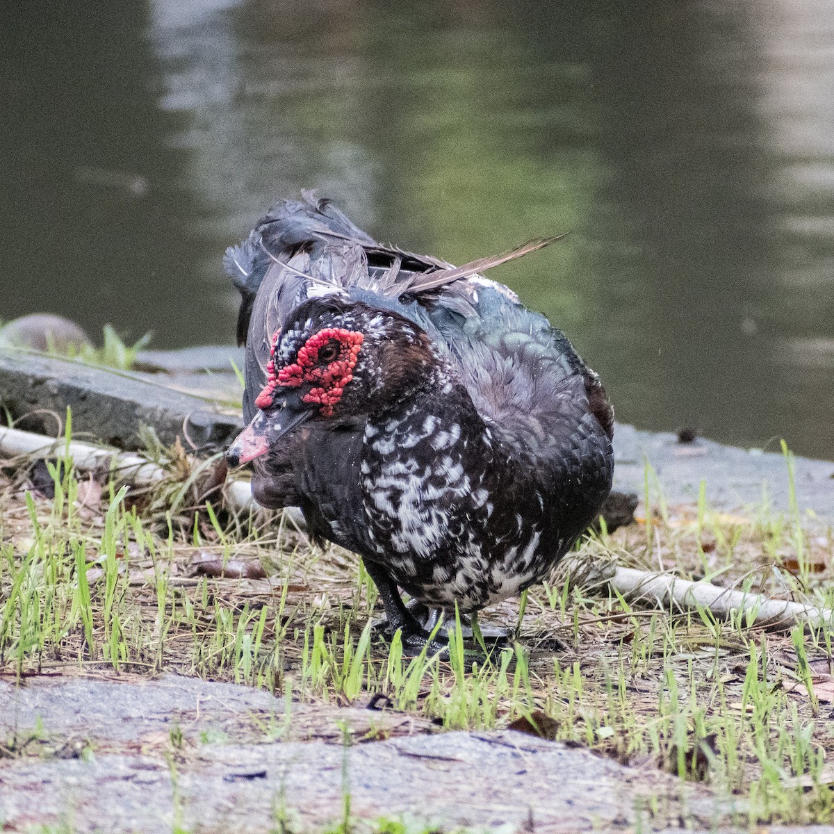 Muscovy Duck (Domestic type) - ML624015627