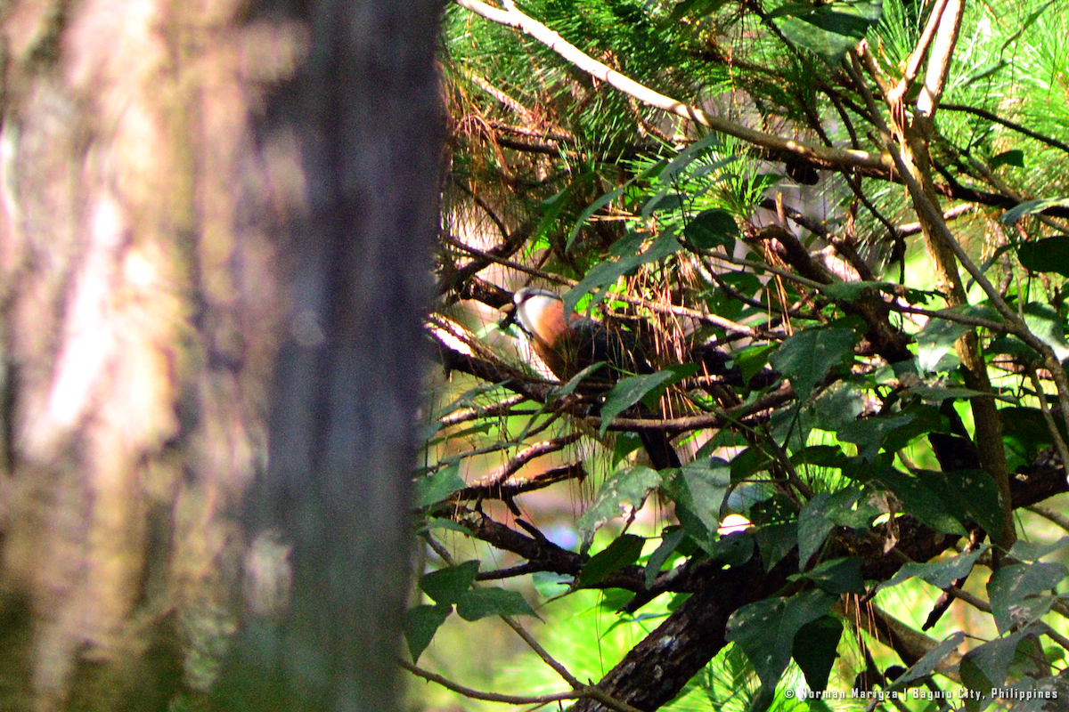 Scale-feathered Malkoha - ML624015633