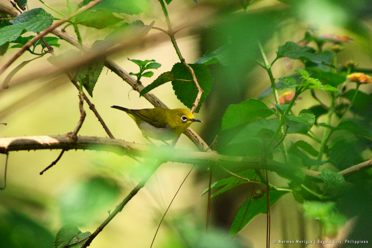 Warbling White-eye - ML624015647