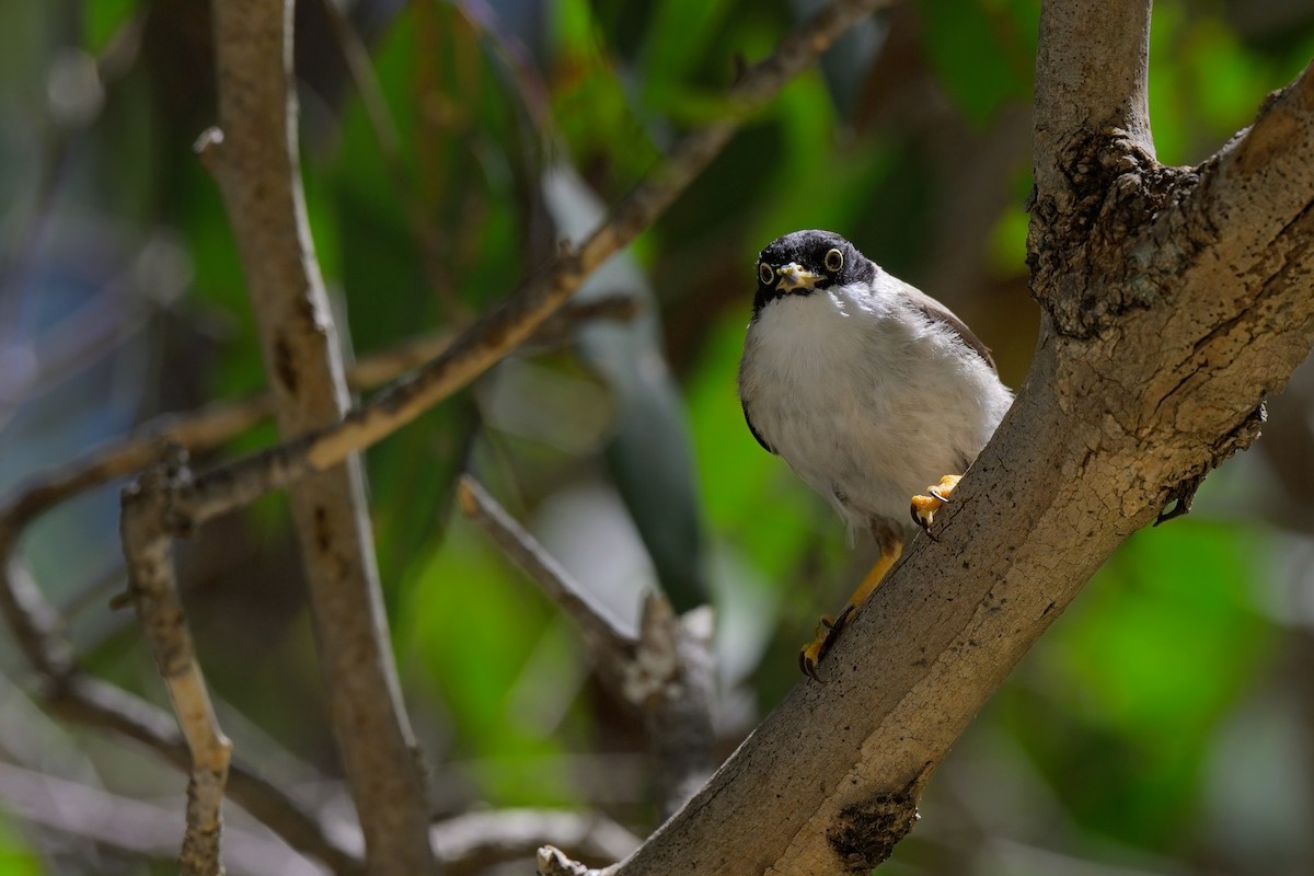 Varied Sittella (Black-capped) - ML624015687