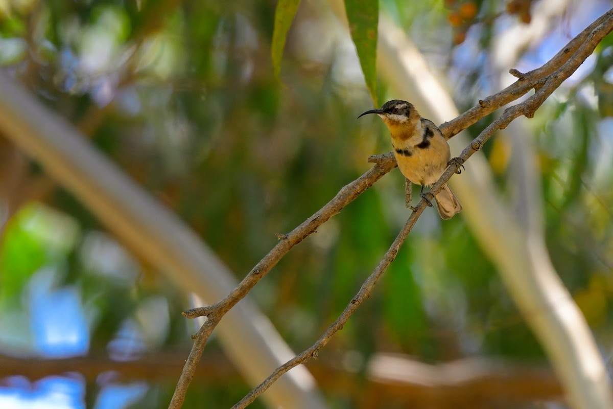 Western Spinebill - ML624015700