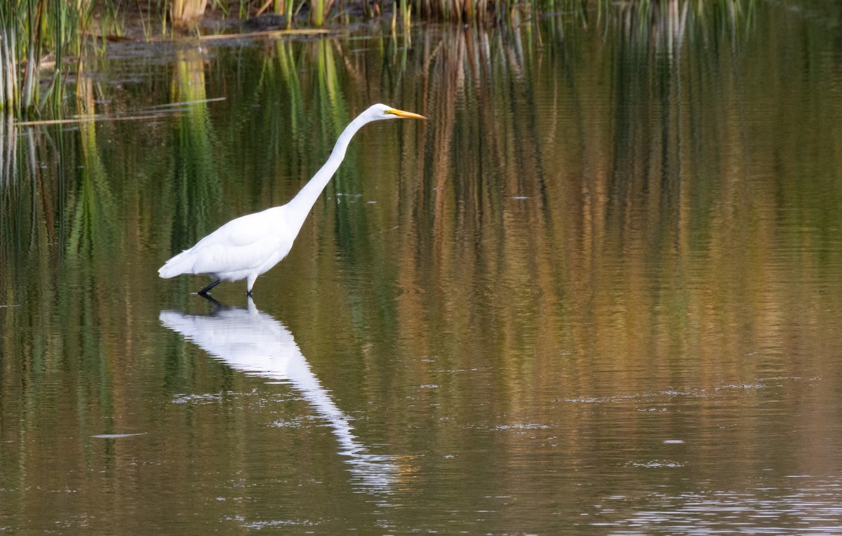 Цасч дэглий - ML624015709