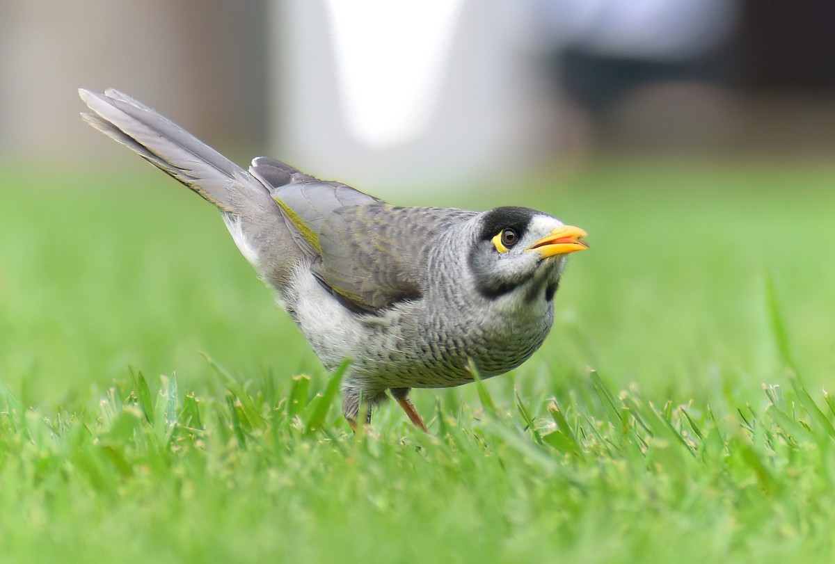 Noisy Miner - ML624015710