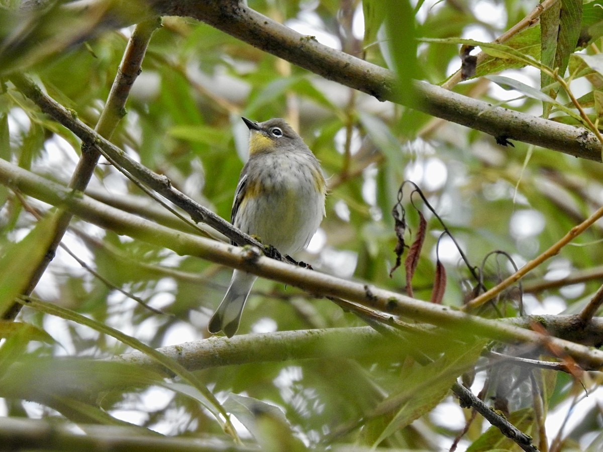 Yellow-rumped Warbler (Audubon's) - ML624015732