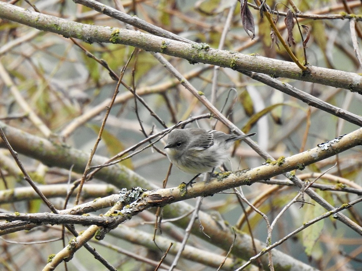 Yellow-rumped Warbler (Audubon's) - ML624015733