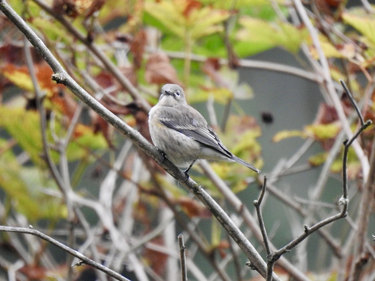 Yellow-rumped Warbler (Audubon's) - ML624015734