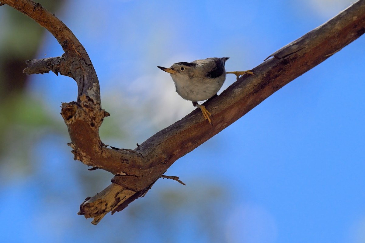 Varied Sittella (Black-capped) - ML624015744