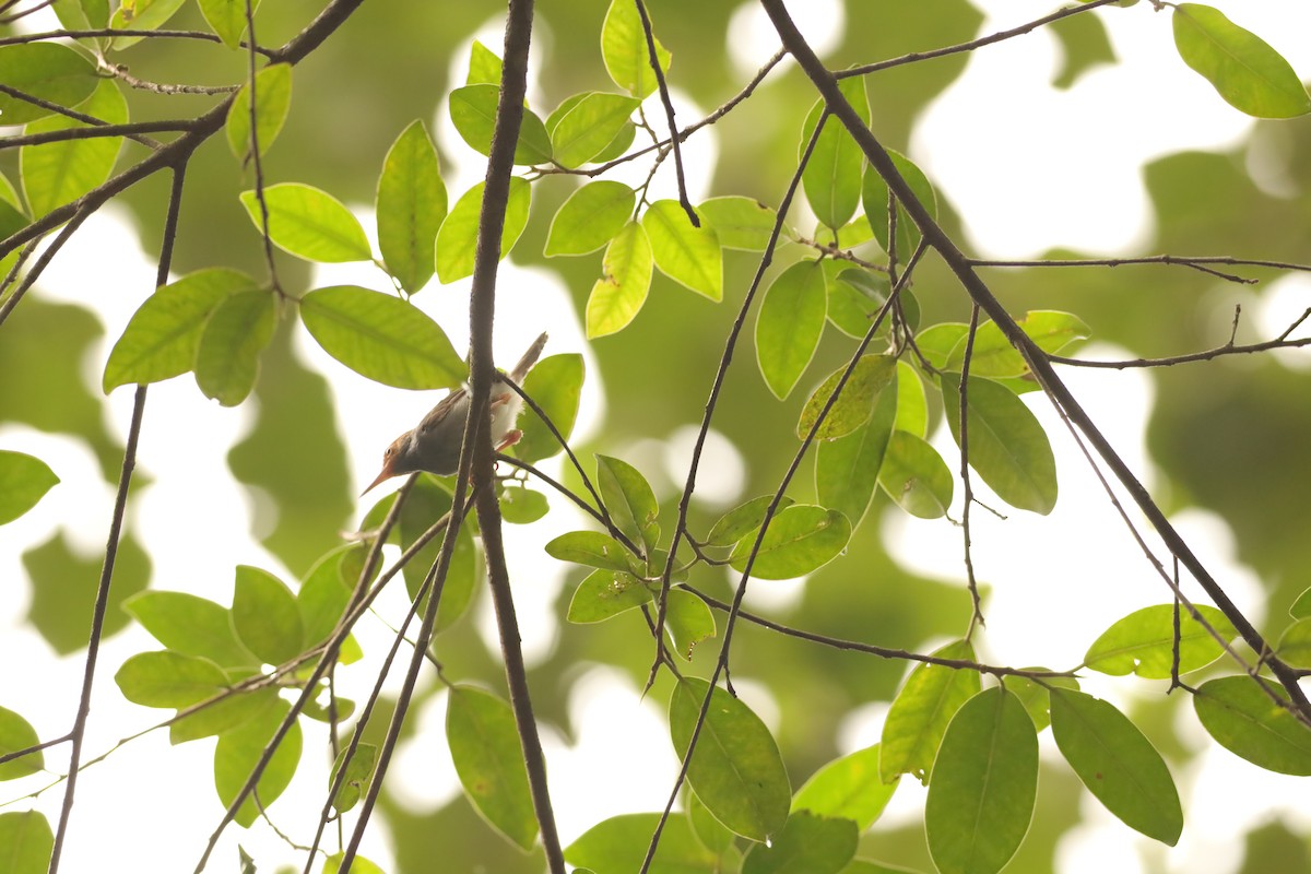 Ashy Tailorbird - Jai Humphries