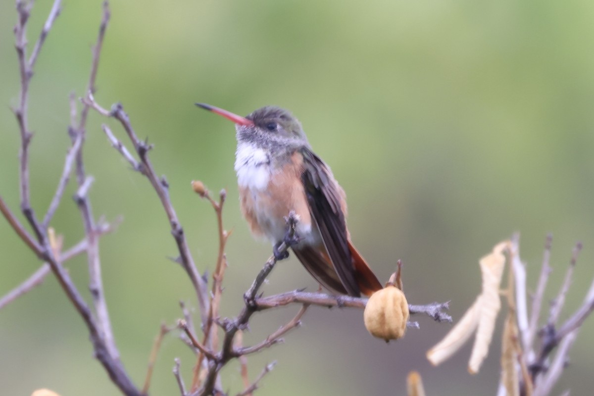 Amazilia Hummingbird - ML624015775