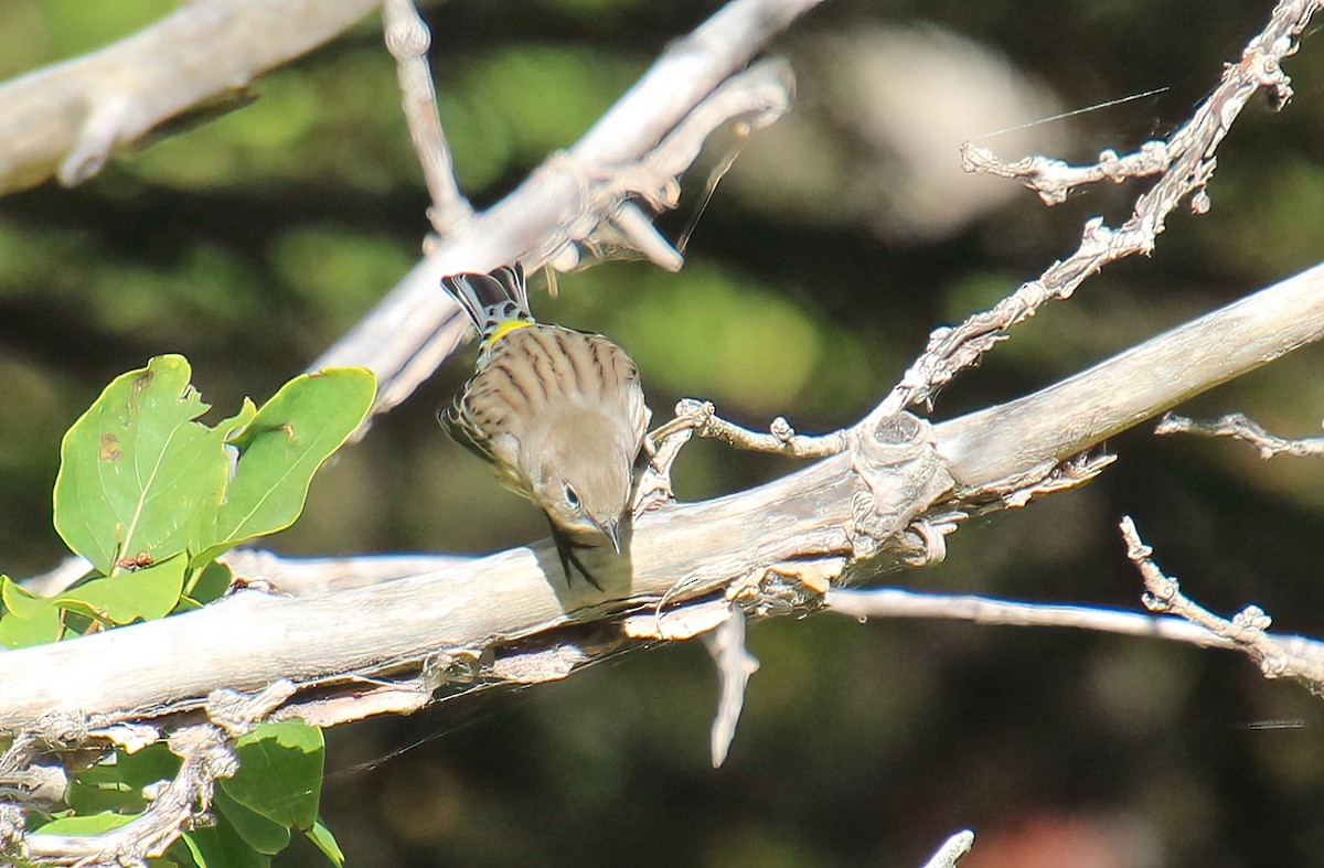 Yellow-rumped Warbler - ML624015783