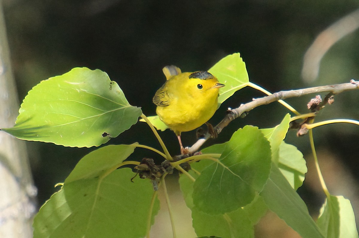 Wilson's Warbler - ML624015786