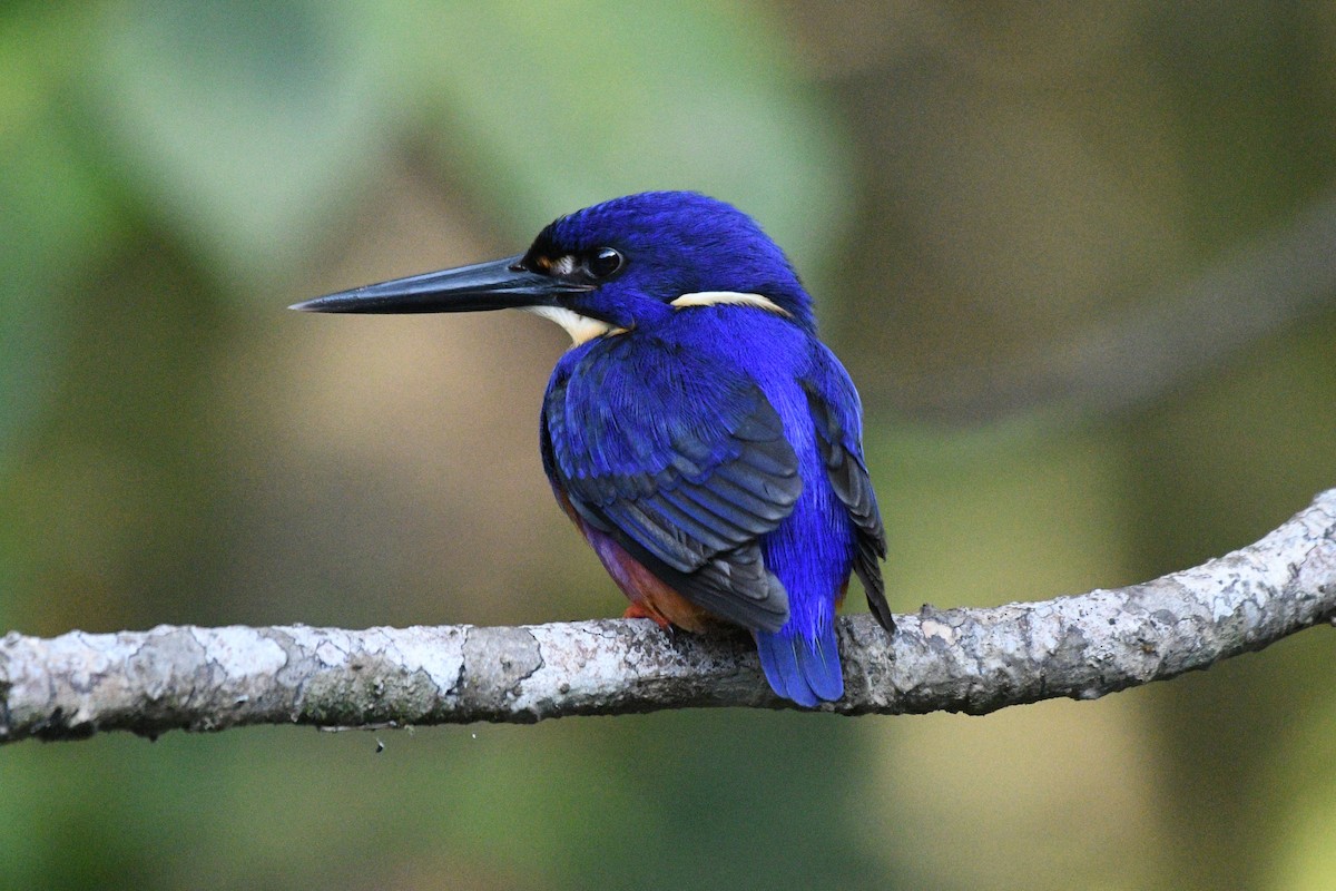 Azure Kingfisher - ML624015788